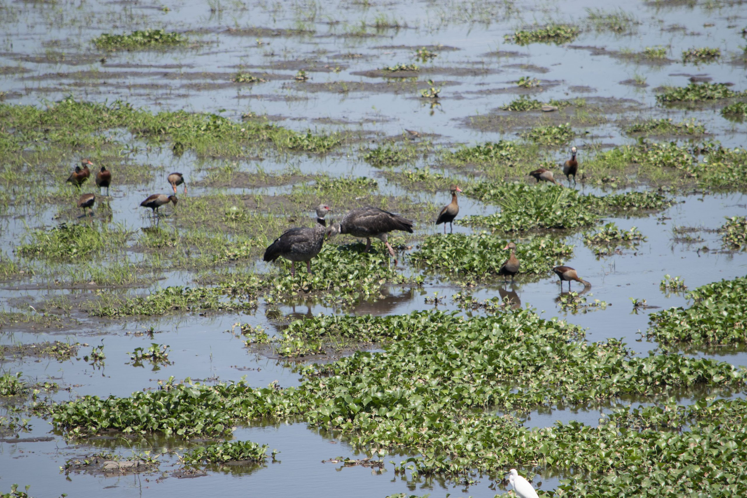 CONOCIENDO OTUQUIS: UN SAFARI EN EL PANTANAL BOLIVIANO - Nativa Bolivia