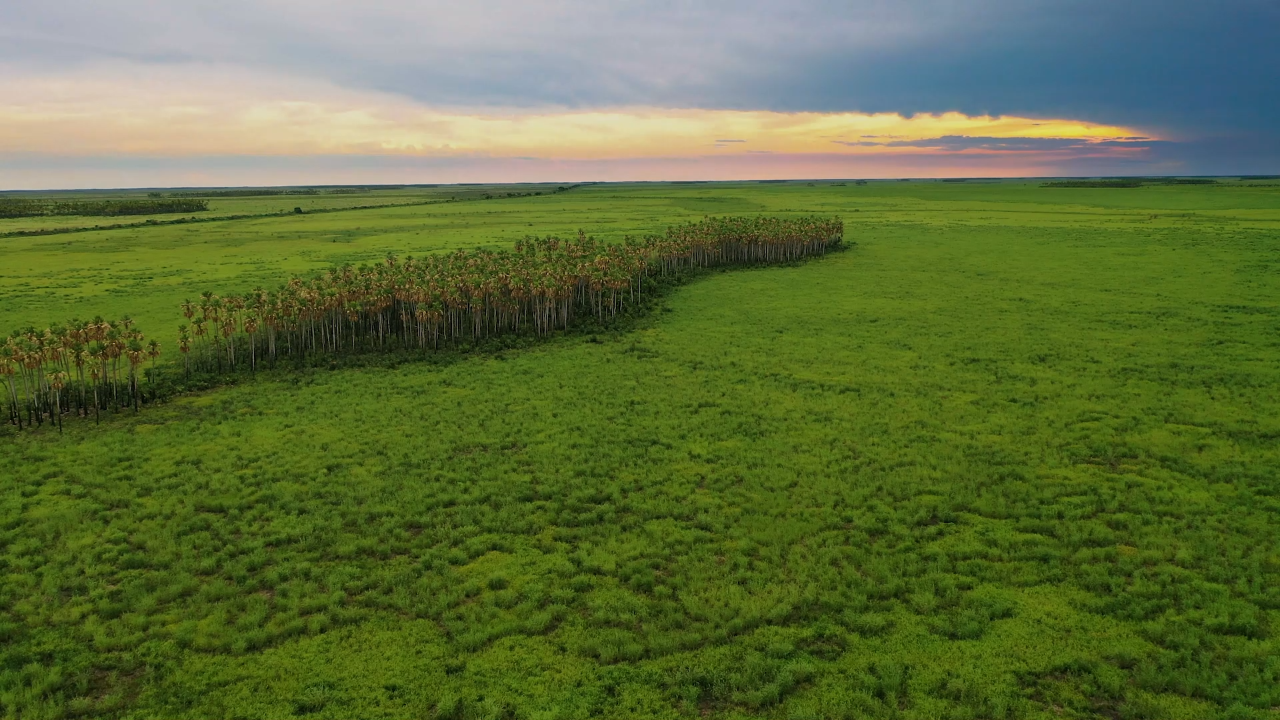 GRAN PAISAJE DE CONSERVACI N BINACIONAL CHACO PANTANAL Nativa