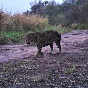Jaguar (Pantera Onca)